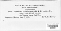 Prospodium transformans image
